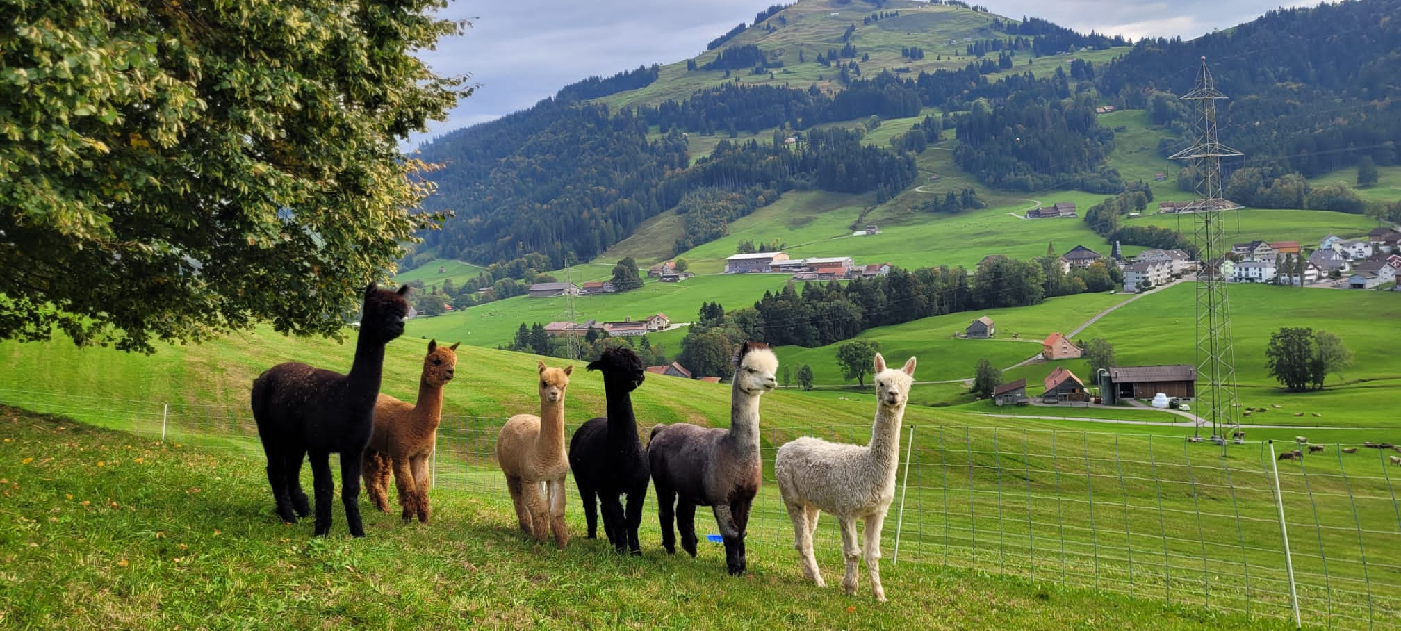 Alpaka Alpaka Hirschberg Appenzell